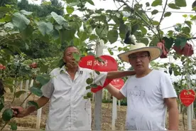 搞农业，要结合互联网新思维！案例：农民仅种两亩地，年赚60万元图片