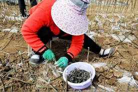 秦安县科技局：引进繁育无刺花椒 促进特色产业发展图片