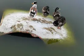 即便你真的伤害了我，我也心甘情愿让你一笑而过！图片
