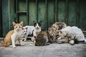 腾讯官方小程序开通举报“虐猫”渠道！为了猫咪，请转发相告！图片