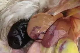蛋鸡“虚胖”变“强壮”，解决蛋鸡脂肪肝引起的肝破裂图片