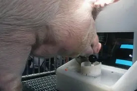 英文文章翻译6-聪明的猪图片