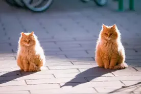 南方猫VS北方猫，差距有半个中国那么大图片