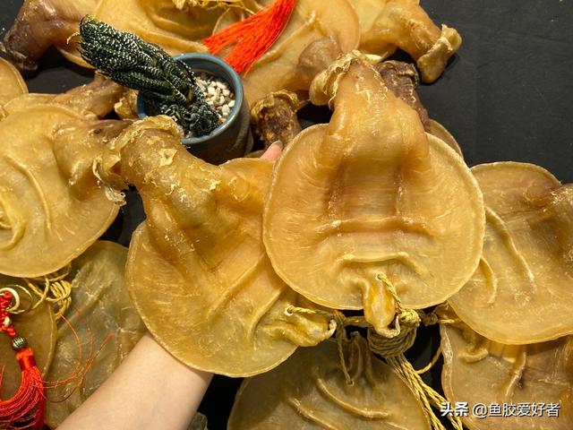 花胶赤嘴 2026年花胶赤嘴公、母