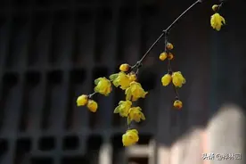 瑜伽视角下的免疫力图片