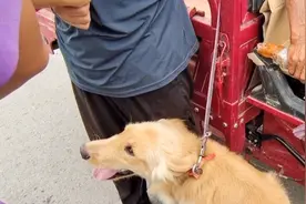 河南：主人收钱，金毛夹着尾巴被带走，却因主人在，没有任何挣扎图片