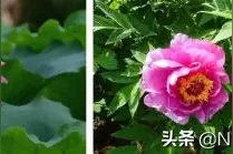 盐城枯枝牡丹，有何神奇而被李汝珍写入《镜花缘》图片