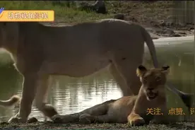 白狮家族第四集：小白狮的妈妈和小姨真了不起困难重重保护孩子图片