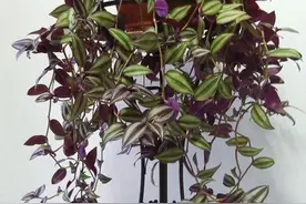 吊竹梅，叶片花纹极其美丽，盆栽要如何管理呢？图片
