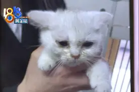 看视频买银点猫，到店发现头上有撮黄毛图片