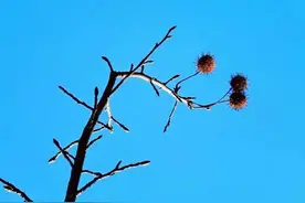 叶建明谈肺磨：肺磨玻璃结节治疗指南（个人版）图片