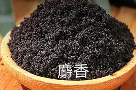 中药古今研究：麝香图片