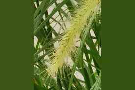 五言    狗尾草图片