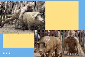猪场中最尴尬的几件事，管理者遇到过几件？品，你细品图片