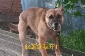四川男子祖传奇技，空中画一个字指狗，狗就不敢咬人，秘诀揭晓图片