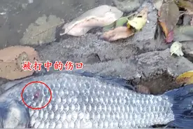 什么心态？广东河道有人弹弓打鱼，打死后丢岸边不要，网友：造孽图片