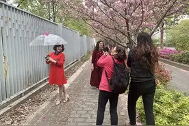 “落樱不扫”：让落花有意，城市有情图片