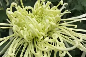 青岛之中山公园菊花展图片