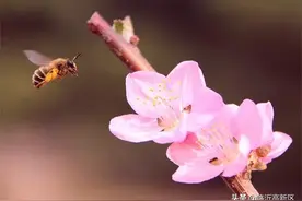 临沂人游临沂 | 赏花正当时，莫负好春光！图片
