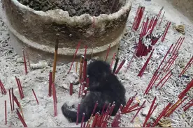 对流浪猫视而不见，但香炉里发现幼猫，众人却抢着养，这是为何图片