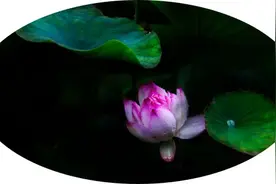 牡 荆（外二则）图片