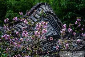 赣州赣县区绵延十里樱花盛放，迷人的花朵美丽的春色惹人醉很动人图片