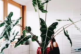 网红植物“海芋”品种繁多，适合室内栽培，但是有小朋友的要慎养图片