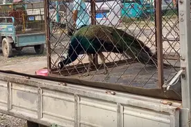 山东：狗狗流行时间有多短？曾价值几十万的狗，如今组队上狗肉车图片