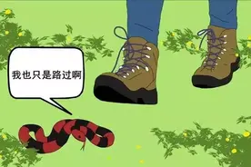 正值蛇出没时节！为你奉上一份防蛇指南图片