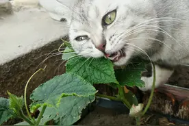 主人种下的黄瓜苗经常会被猫咪啃图片