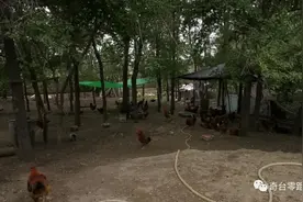 屈成有：养殖大公鸡“啄”开致富门图片