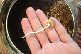 塑料瓶剪一剪，捂着发豆芽，不出门也能吃上新鲜菜图片