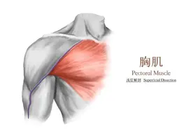别再发誓“用身上的肉换取xx了”！身上这几个部位长肉可是宝图片