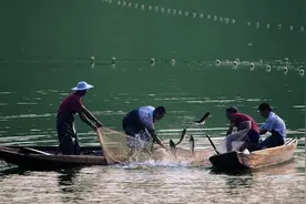 “三文鱼”引起疫情恐慌！哪些鱼可以替代它成为健康之选？图片