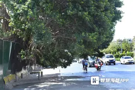 海都帮帮 | 福州福光路大树占道，市民急盼修剪图片