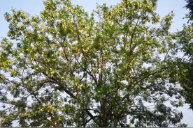 又闻槐花香，忆及年少时爬槐树、摘槐花，不禁泪涟涟图片