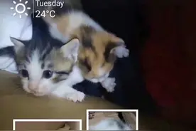 养猫讲究缘分图片