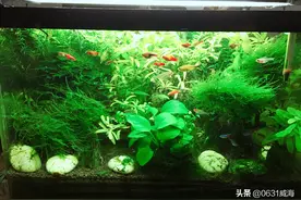 新手养鱼晚上需不需要开灯，灯光对养鱼的重要性体现在哪里图片