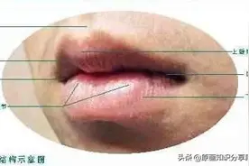 轻备学院：嘴唇的结构分析以及画法讲解，画出逼真水润的嘴唇图片