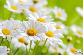 「植物知识」菊花图片