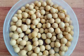 #食材好品宜长量#细说豆芽是如何变成“毒豆芽”的（连载之三）图片