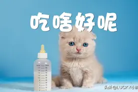 喵生难题——幼猫到底该吃什么？猫粮怎么选？猫饭怎么做？图片