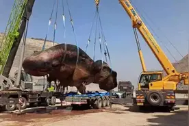 就在大连！渤海首现搁浅抹香鲸图片