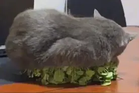 蓝猫到底有多傲娇？今天见识见识这位喵大爷图片
