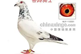 “苍白骑士”的来龙去脉（一）图片