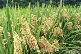 农民都进城上班了，农村土地抛荒，国家粮食安全靠什么来保障？图片