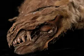 永冻层现57000年前遗骸，史前病毒会趁机苏醒，危害人类吗？图片