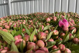可观赏可入药 中江县尖寨村500余亩芍药进入盛花期图片