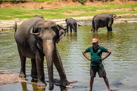 泰国大象生存境遇令人胆寒，遭受炼狱般的折磨，留下永久的伤痛图片