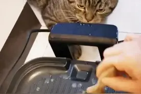 猫咪“手贱”被烫到，事后拼命扒拉主人的手，阻止主人洗锅图片